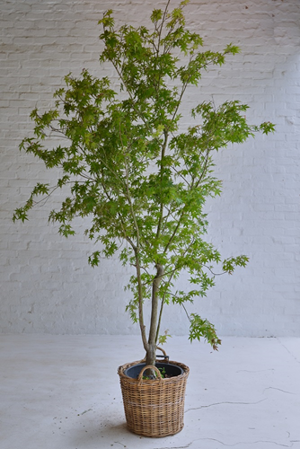 001 Maple Tree in Baskets