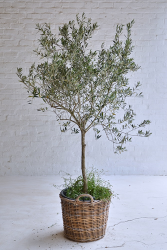 006 Large olive trees in Baskets
