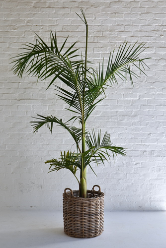 013 Palm tree in basket