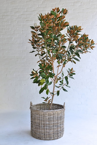 004 Magnolia Tree in Baskets