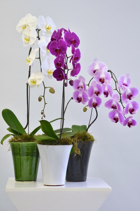 Phalaenopsis in a container