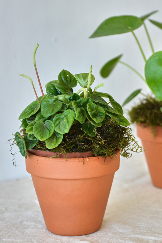 Assorted Potted Plants 